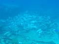 2008-05-16 (2) --- Parco Nazionale di 'Ras Mohamed' - Shark Reef & Yolanda Reef --- CIMG1127